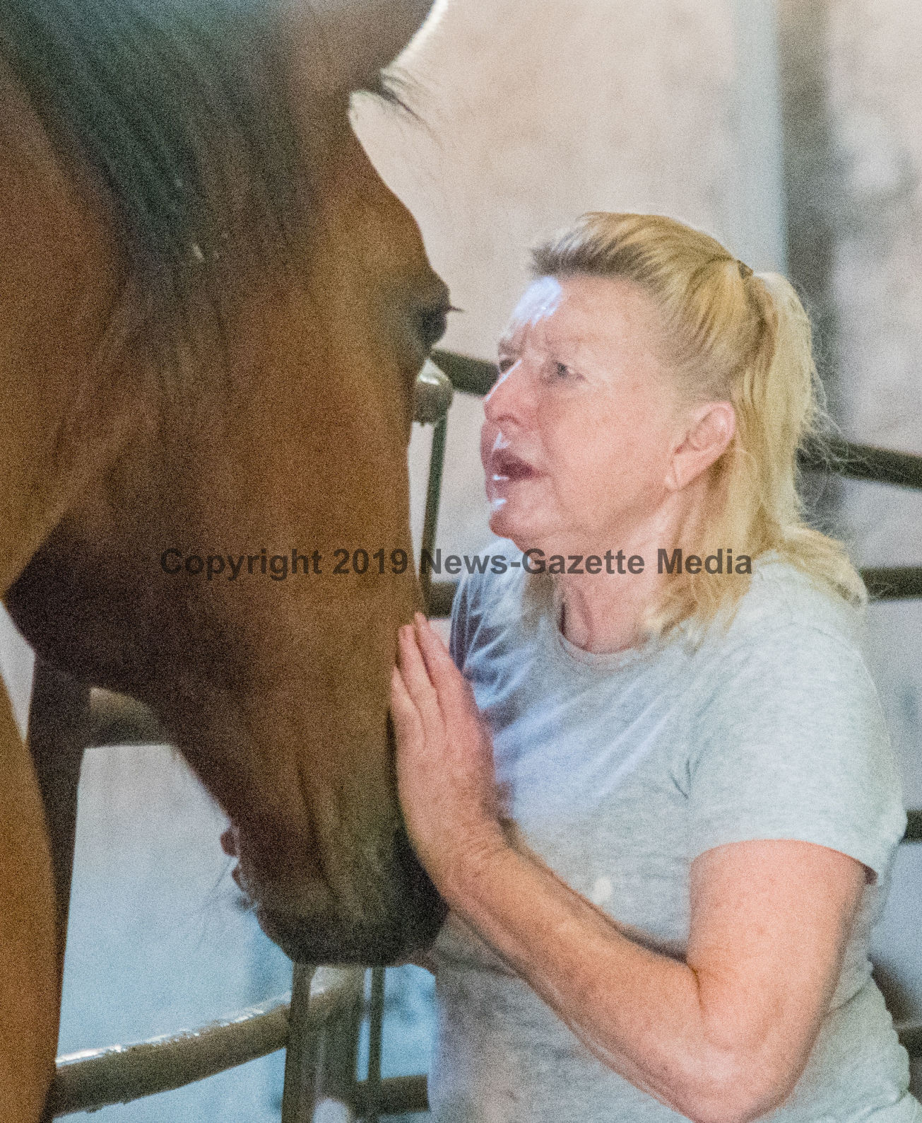 horses